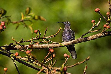 《骰子浪游者》Steam页面上线 发售日期待定